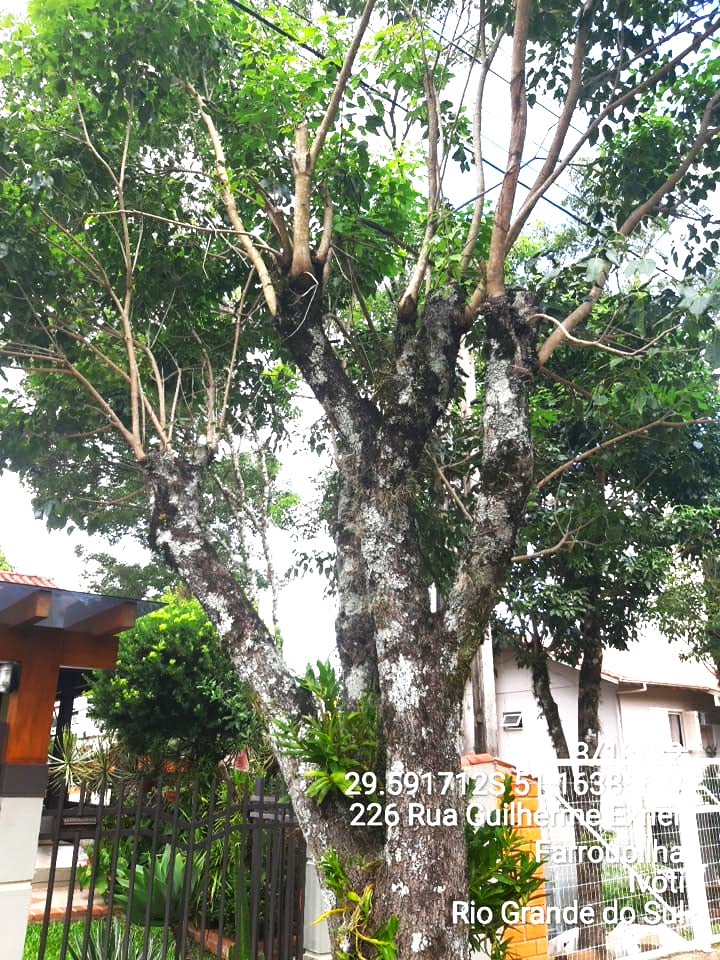 Poda de afastamento da fiação